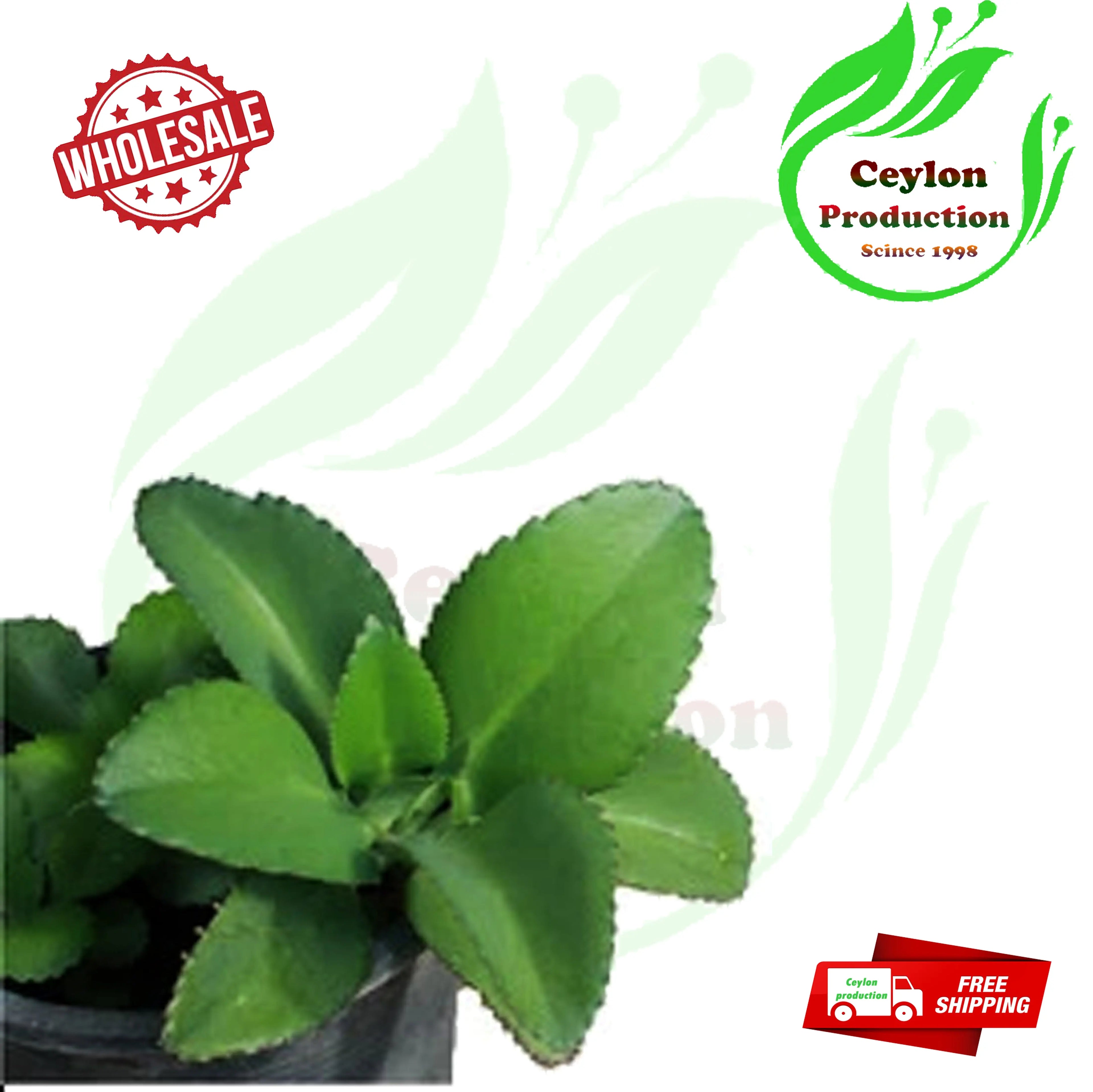 Kalanchoe pinnata Leaves Capsules(600mg) Herbal Organic Miracle Leaf Air Plant